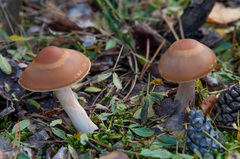Cortinarius armeniacus