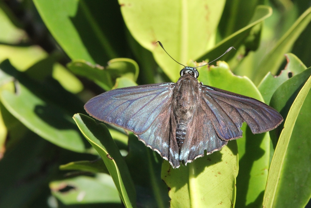 Mangrove Skipper