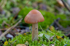 Cortinarius armeniacus