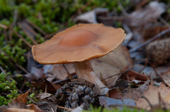 Cortinarius armeniacus