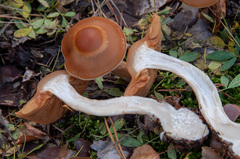 Cortinarius armeniacus