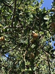 Acanthosyris spinescens