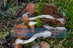 Cortinarius armeniacus