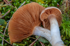 Cortinarius armeniacus