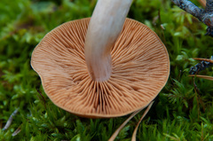 Cortinarius armeniacus