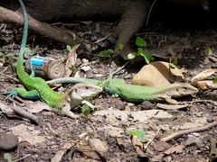 Giant Ameiva photo 3