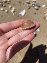 Notocypraea angustata