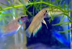 Betta stigmosa