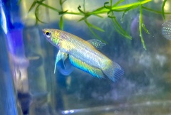 Betta stigmosa