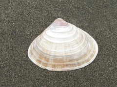 Tivela