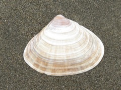 Tivela