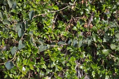 Smilax aspera