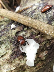 Pselaphacus nigropunctatus