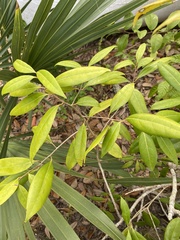 Nectandra coriacea