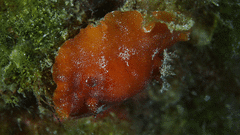 Platydoris argo