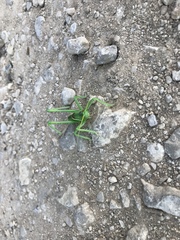 Neobarrettia spinosa