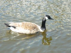 Branta canadensis