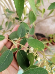 Croton lachnostachyus