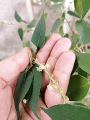 Croton lachnostachyus