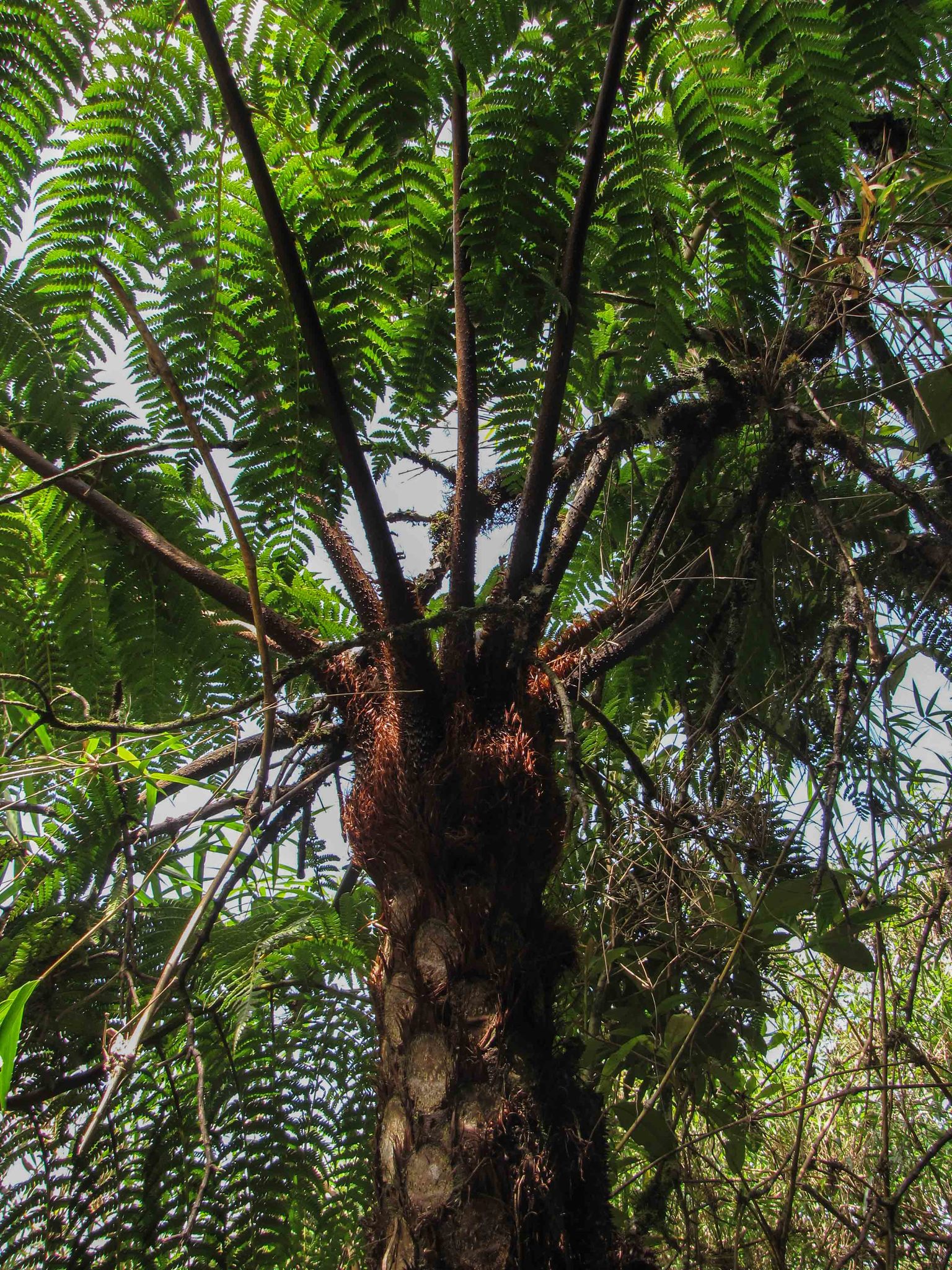 Cyathea caracasana image