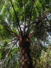 Cyathea caracasana