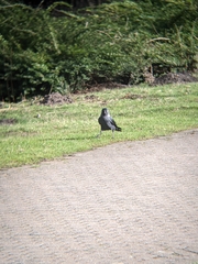 Corvus monedula
