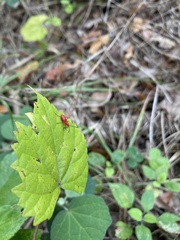 Dysdercus suturellus