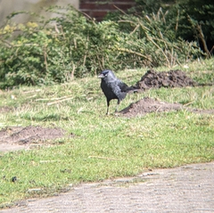 Corvus monedula