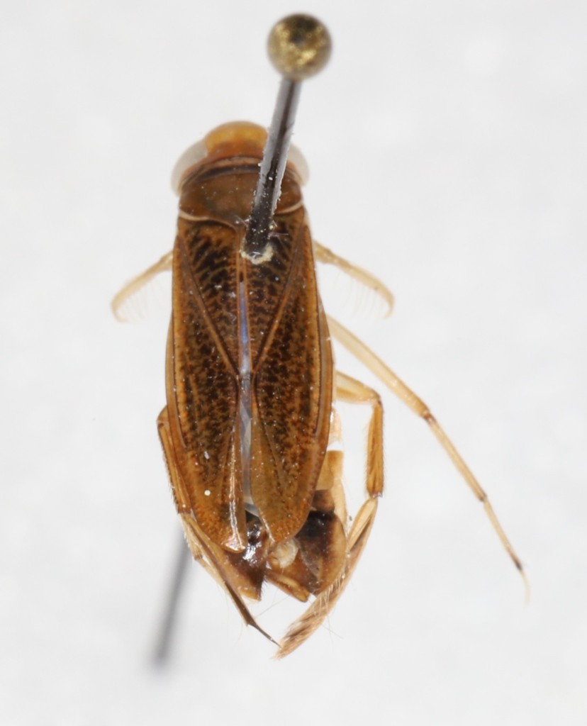 Cymatia americana
