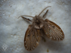 Clogmia albipunctata