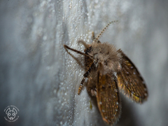 Clogmia albipunctata