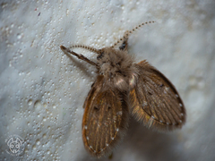 Clogmia albipunctata