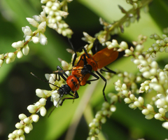 Chauliognathus togatus