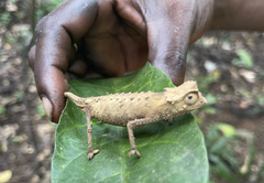 Brookesia stumpffi