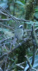 Basileuterus melanogenys