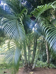 Dypsis lutescens