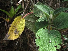 Miconia multiplinervia