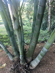 Dypsis lutescens