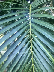 Dypsis lutescens