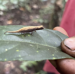 Brookesia minima