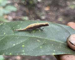 Brookesia minima