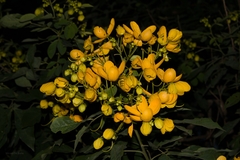Senna macranthera