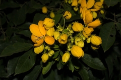 Senna macranthera