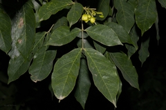 Senna macranthera