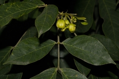 Senna macranthera