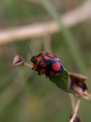 Stiretrus decastigmus