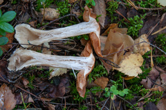 Cortinarius armeniacus