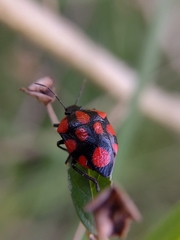 Stiretrus decastigmus