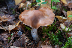 Cortinarius armeniacus