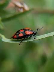 Stiretrus decastigmus